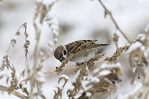 British Birds In Winter Stampe: 02448dt