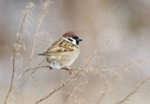 Norfolk Wildlife Photos Stampe: 02453dt