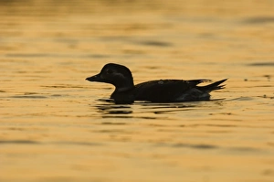 David Tipling Wildlife Photography Stampe: 02464dt