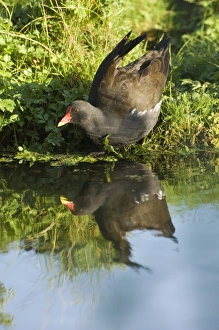 UK Wildlife Photography Stampe: 02472dt