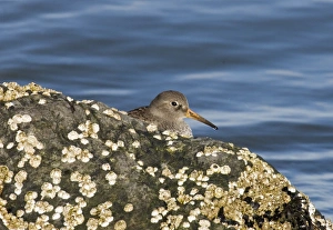 Stampe di Sfreganti di sabbia arancione Calidris maritima sulle rocce Regno Unito invernale Immagini datate 2006 gennaio: 02473dt