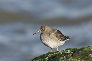 Purple Sandpiper Habitat Stampe: 02476dt