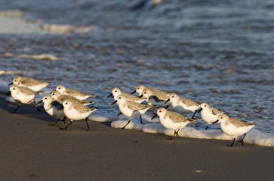 Bird Photography Norfolk Coast Stampe: 02479dt