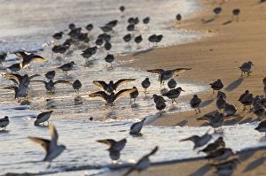 Stampe di Caliddris albà folla di uccelli lungo la fascia d'acqua in Norfolk durante l'inverno Sanderling Stampe: 02486dt