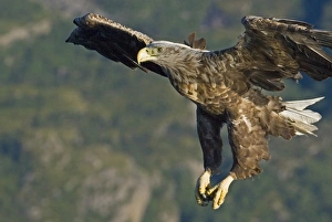 Sea Eagle Norway Stampe: 02563dt