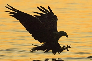 Sea Eagle Norway Stampe: 02568dt