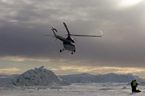 Antarctic Wildlife Photography Stampe: 02604dt