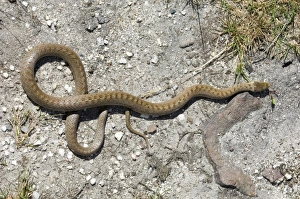 Stampe di Colomba di serpente liscia estate del Dorset Immagini Correlate Stampe: 02867dt