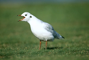 January Birdwatching UK Stampe: Black-headed Gull, Risa tridactyla, calling (non-breeding plumage), Kent, UK, January