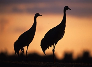 Nature Reserve Birds Stampe: Common Cranes