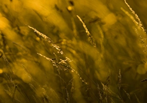 David Tipling Wildlife Photographer Stampe: Grass at sunset