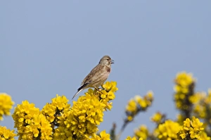 Linnet Bird Stampe: linnet