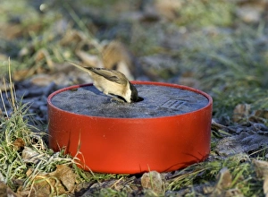 David Tipling Wildlife Images Stampe: Marsh Tit drinking