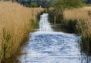 Bird Migration Patterns UK Stampe: Minsmere Suffolk May