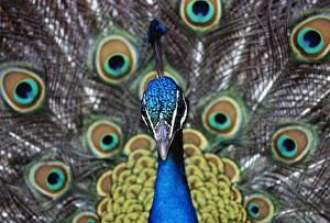 Wildlife Photographer David Tipling Stampe: Peacock displaying