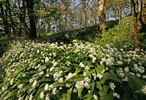 Ramsons In Bloom Stampe: Ramsons (Wild Garlic), Stackpole Woods, Pembrokeshire, Wales, spring