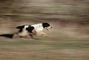 Dog Sports And Activities Stampe: Springer Spaniel running