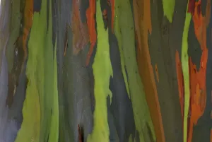 Stampe di La corteccia dell'albero di Eucalipto arcobaleno è un colore multicolore che cambia a seconda della luce Immagini datate: La corteccia dell'albero di Eucalipto arcobaleno è un colore multicolore che si forma sulla superficie della corteccia