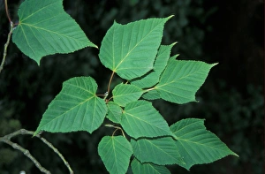 Japanese Maple Leaf Stampe: Acer capillipes Leaf/upper
