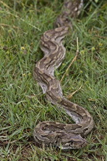 African Rock Python Stampe: African Rock Python
