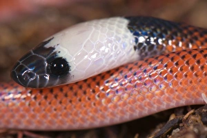 Peruvian Bird Species Stampe: Amazon Egg-eater (Drepanoides sp)