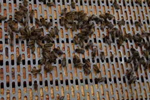 Western Honey Bees Stampe: A barrier is placed between the brood frames in the lower part of the hive and the upper super frames
