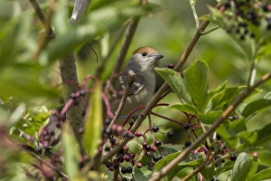 Summer Bird Sightings Stampe: Blackcap in Elderberry tree