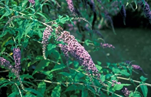 Butterfly Bush Flowers Stampe: Buddleia (Buddleia davidii)