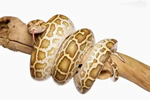 Reptile Photography Studio Stampe: Burmese Python (Python molurus bivittatus) immature, coiled on branch