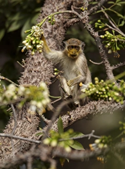 West African Monkeys Stampe: Callithrix Monkey (Cercopithecus sabaeus) young