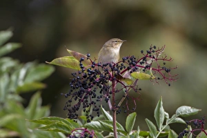 Spring Migration Birds UK Stampe: Chiffchaff on Elderberries
