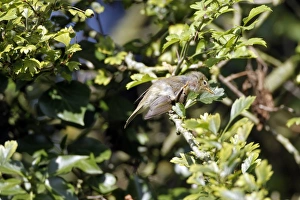 Chiffchaff Bird Stampe: Chiffchaff preening