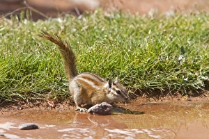 Il Minimo Scoiattolo che Beve.