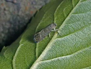 Green Leaf Insect Stampe: Codlin Moth (Cydia pomonella) On underside of green leaf