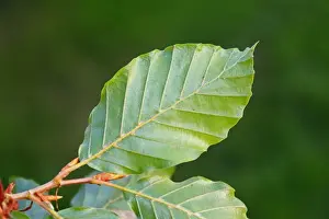 Beech Tree Leaves Stampe: Common Beech (Fagus sylvatica) close-up of leaf underside