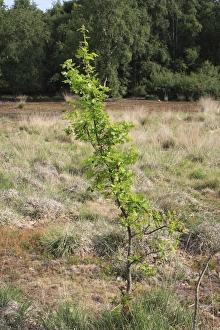 European Oak Tree Stampe: Common Oak (Quercus robur) sapling