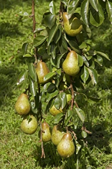 Autumn Fruits Stampe: Common Pear fruit