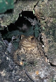 Bufo Bufo Species Stampe: Common Toad (Bufo bufo)