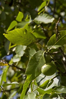 Juglans Regia Images Stampe: Common walnut with fruit