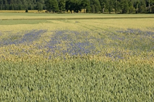 Centaurea Cyanus Images Stampe: Cornflower (Centaurea cyanus) flowering, growing as weed in wheat field, Sweden