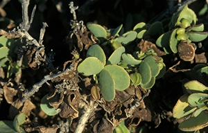 Desert Succulent Plants Stampe: Dollar Bush Namibia