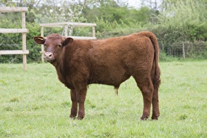 UK Farm Animals Stampe: Domestic Cattle, Red Ruby Devon calf, standing in pasture, Exeter, Devon, England, May