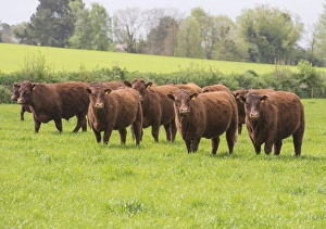 British Farming Practices Stampe: Domestic Cattle, Red Ruby Devon herd, standing in pasture, Exeter, Devon, England, May
