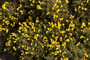 Ulex Europaeus Stampe: Gorse in flower