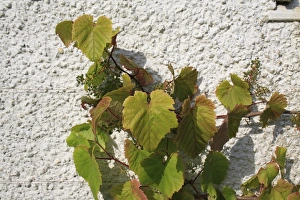 Vitis Vinifera Stampe: Grape (Vitis vinifera) leaves and developing fruit