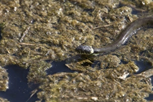 European Grass Snake Stampe: Grass Snake