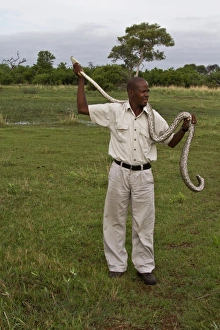 African Rock Python Stampe: Holding an African Rock Python - Okavango Delta