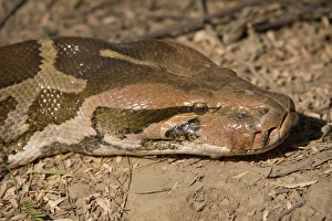 Il python indiano (Python molurus) adulti , a faccia di profilo della testa Keoladeo Ghana N.P.( Bharatpur ), Rajastan , Indie , Dicembre