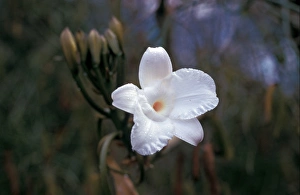 Unique Plant Species Stampe: Leafless Vanilla Orchid