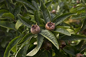 Medlar Fruit Stampe: Medlar fruit and leaf